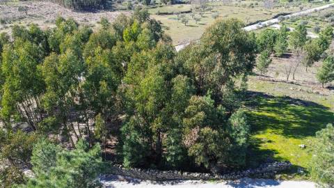 Terreno 1.3 Ha com Poço em Aranhas, Penamacor | €24.900