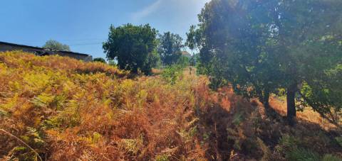 Terreno  Venda em São Vicente da Beira,Castelo Branco