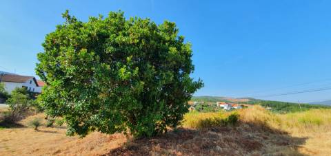 Terreno  Venda em São Vicente da Beira,Castelo Branco