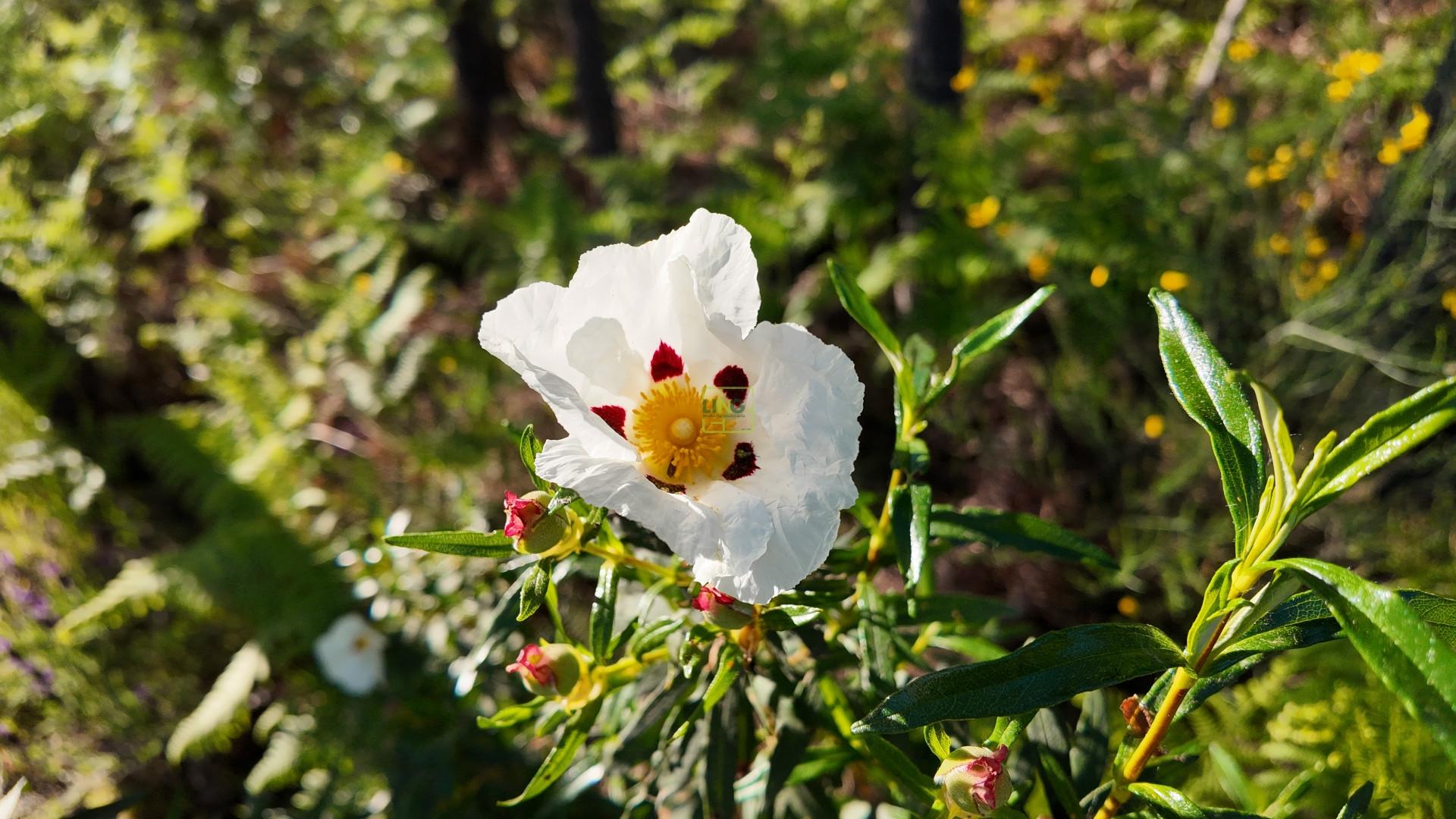 Quinta T2 Venda em Póvoa de Rio de Moinhos e Cafede,Castelo Branco