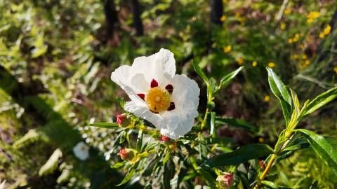 Quinta T2 Venda em Póvoa de Rio de Moinhos e Cafede,Castelo Branco
