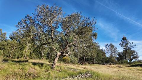 Quinta T2 Venda em Póvoa de Rio de Moinhos e Cafede,Castelo Branco