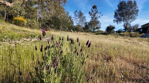 Quinta T2 Venda em Póvoa de Rio de Moinhos e Cafede,Castelo Branco
