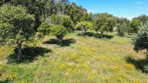 Terreno Rústico para venda com cerca de 7 500 metros na aldeia de Alvaiade, Vila Velha de Ródão