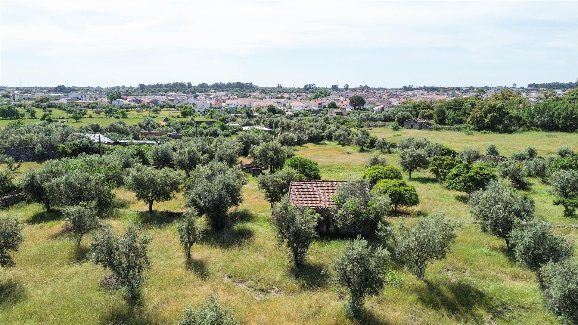 Quinta com 9250m2, localizado em Alcains.
