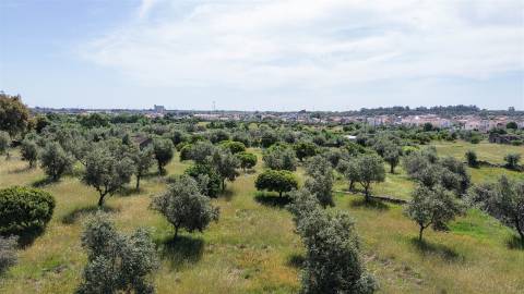 Quinta com 9250m2, localizado em Alcains.
