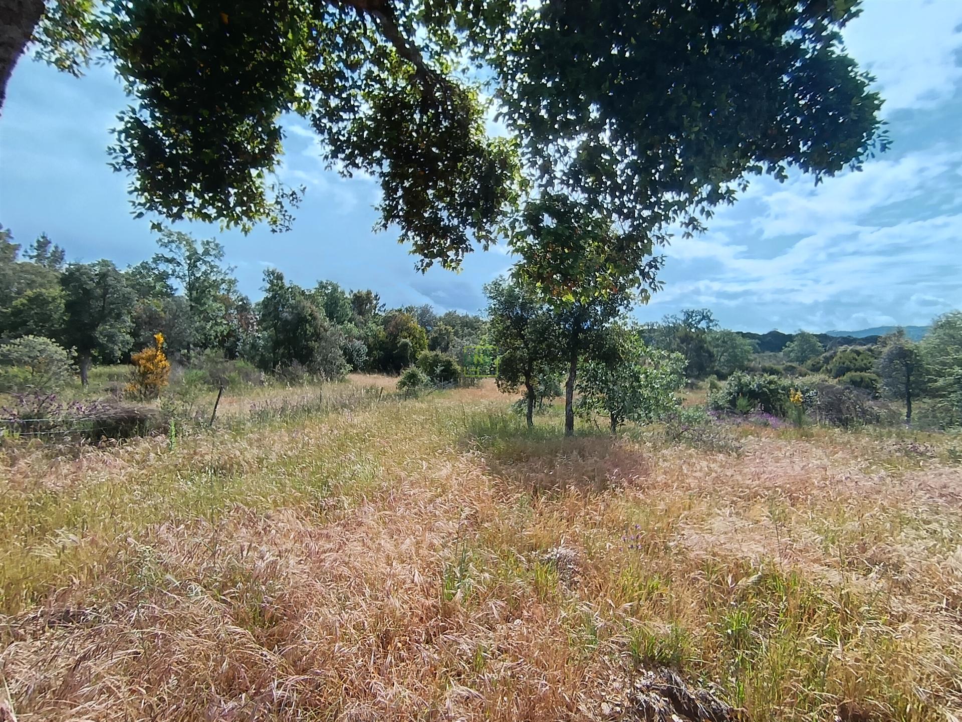 Terreno Rústico  Venda em Aldeia do Bispo, Águas e Aldeia de João Pires,Penamacor