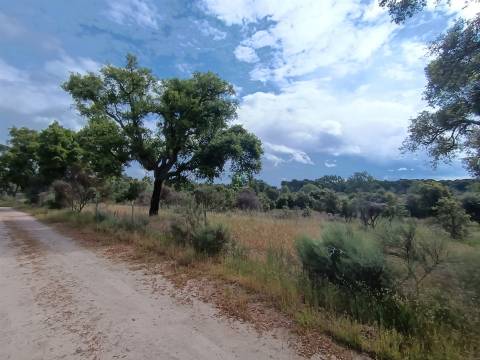 Terreno Rústico  Venda em Aldeia do Bispo, Águas e Aldeia de João Pires,Penamacor