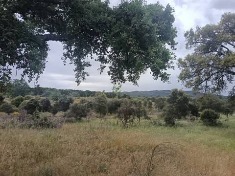 Terreno Rústico  Venda em Aldeia do Bispo, Águas e Aldeia de João Pires,Penamacor