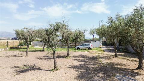 Quinta na Lardosa com Água Própria e Excelente Localização
