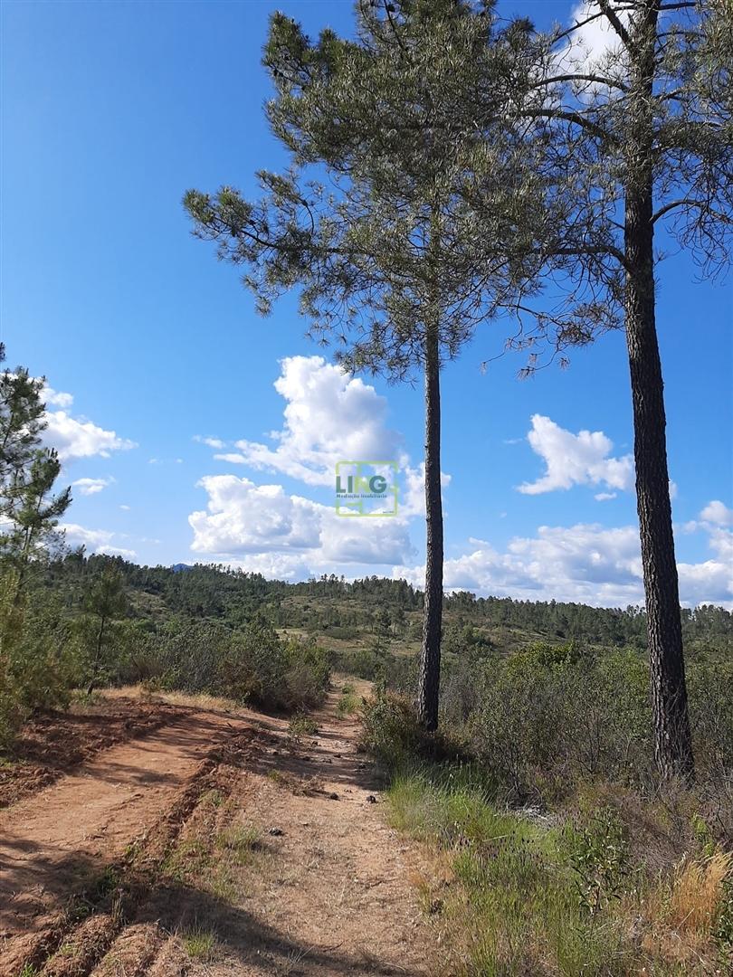 Terreno  Venda em Sarzedas,Castelo Branco