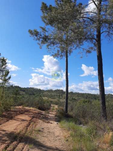 Terreno  Venda em Sarzedas,Castelo Branco