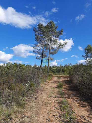 Terreno  Venda em Sarzedas,Castelo Branco