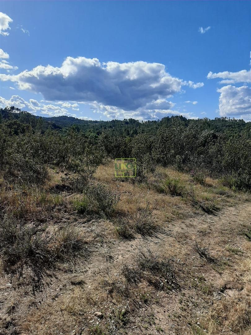 Terreno  Venda em Sarzedas,Castelo Branco