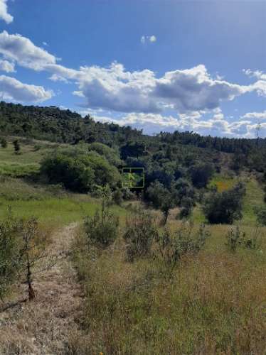 Terreno  Venda em Sarzedas,Castelo Branco