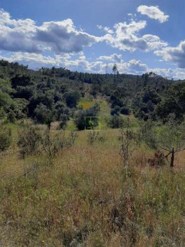Terreno  Venda em Sarzedas,Castelo Branco