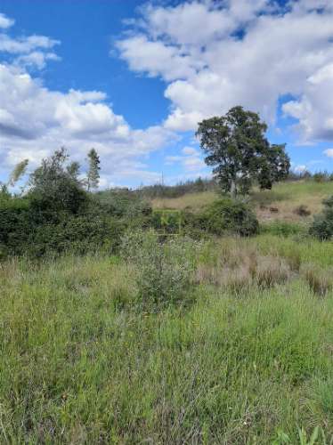 Terreno  Venda em Sarzedas,Castelo Branco