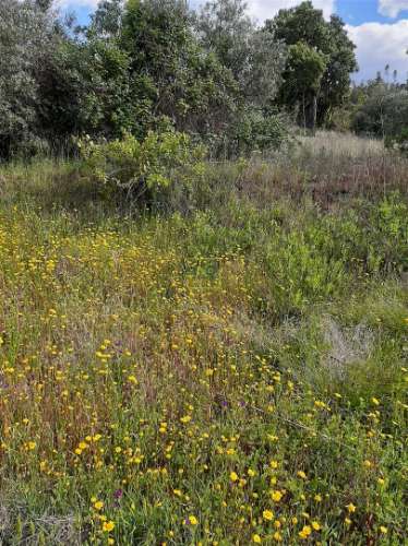 Terreno  Venda em Sarzedas,Castelo Branco