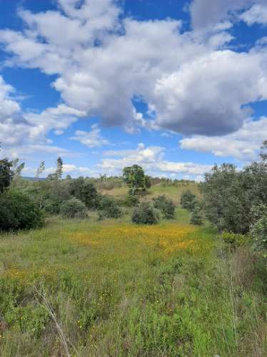 Terreno  Venda em Sarzedas,Castelo Branco