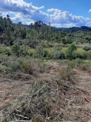 Terreno  Venda em Sarzedas,Castelo Branco