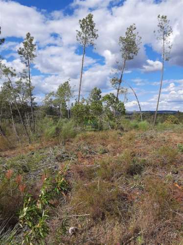 Terreno  Venda em Sarzedas,Castelo Branco