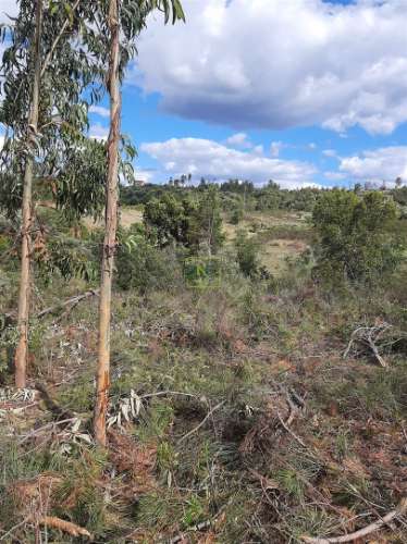 Terreno  Venda em Sarzedas,Castelo Branco