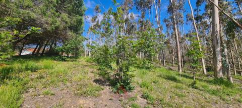 Quintinha / Terreno 15.000M2 Maceirinha