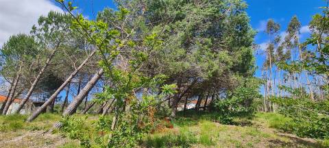 Quintinha / Terreno 15.000M2 Maceirinha