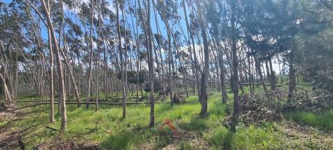 Quintinha / Terreno 15.000M2 Maceirinha