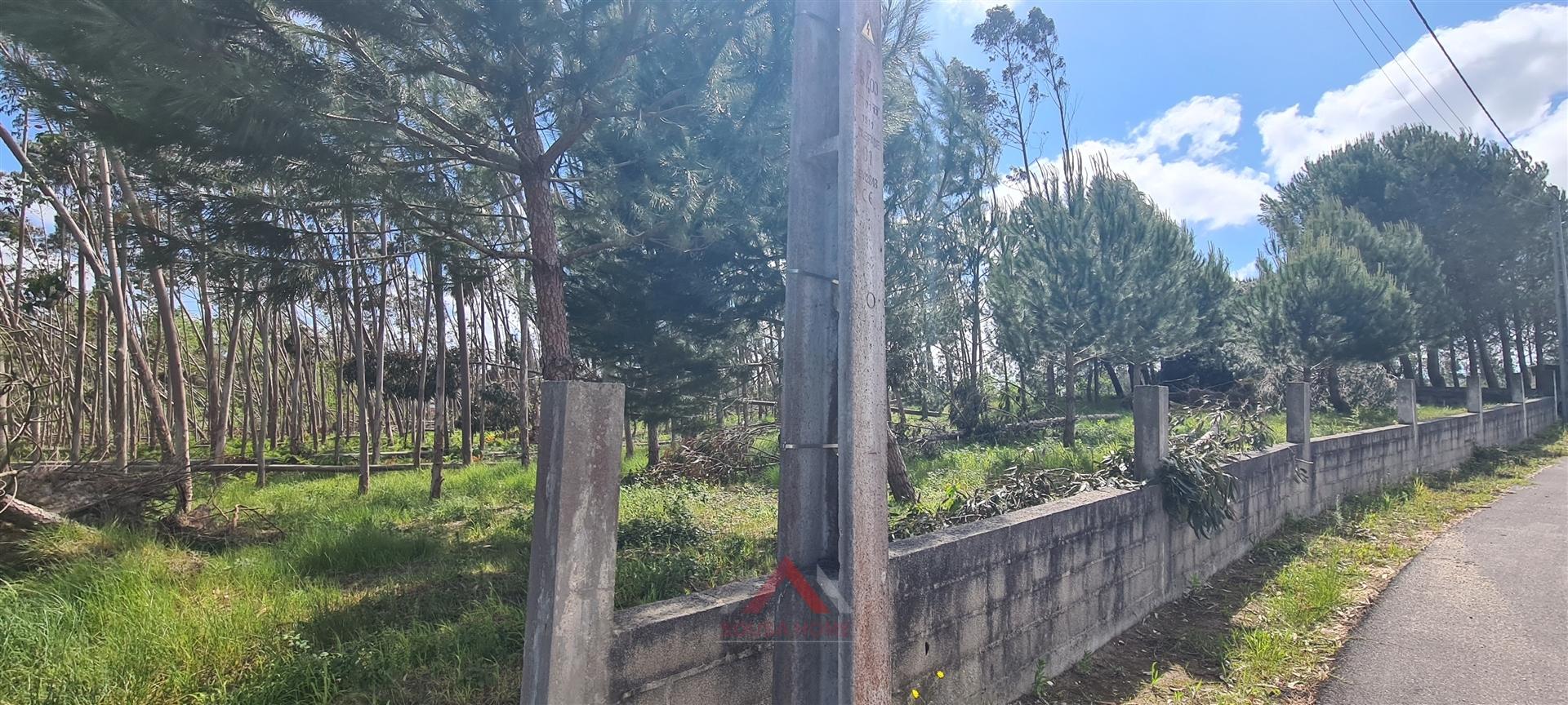 Quintinha / Terreno 15.000M2 Maceirinha