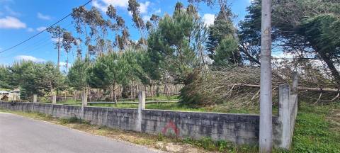 Quintinha / Terreno 15.000M2 Maceirinha