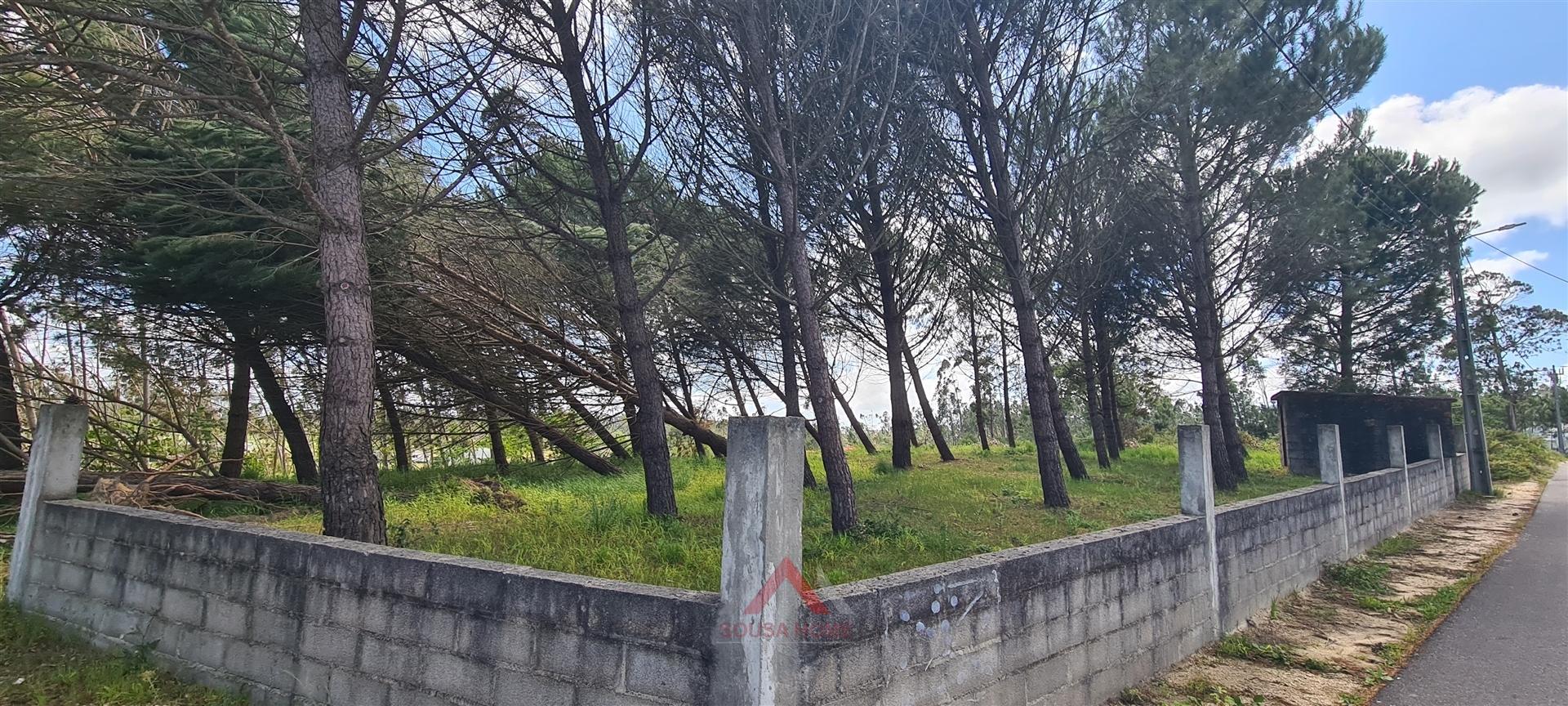 Quintinha / Terreno 15.000M2 Maceirinha