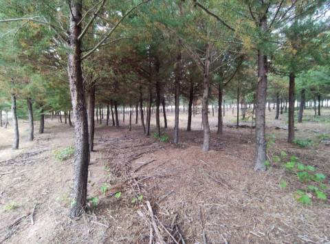 Quinta  Venda em Melo e Nabais,Gouveia