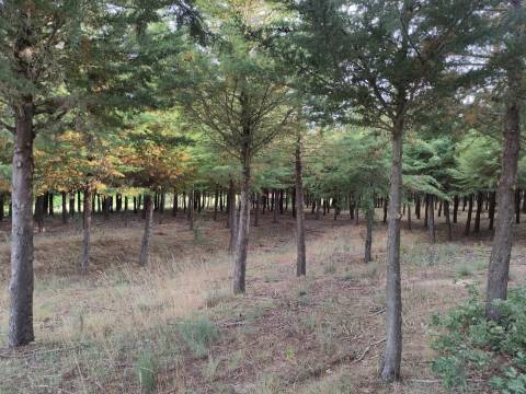 Quinta  Venda em Melo e Nabais,Gouveia