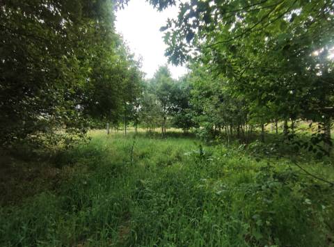 Quinta  Venda em Melo e Nabais,Gouveia