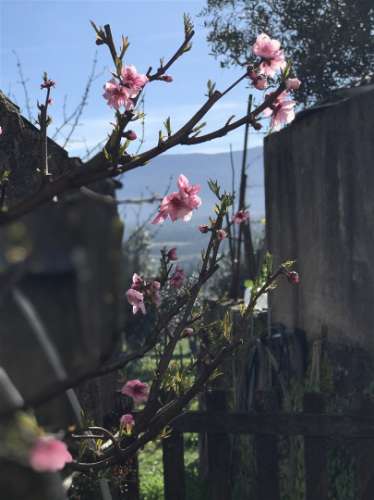 Quinta  Venda em Rio Torto e Lagarinhos,Gouveia