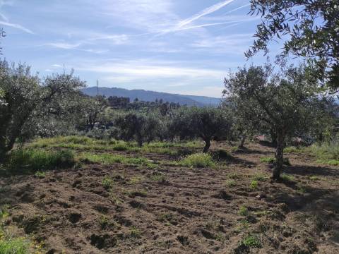 Quintinha  Venda em Sobral da Serra,Guarda
