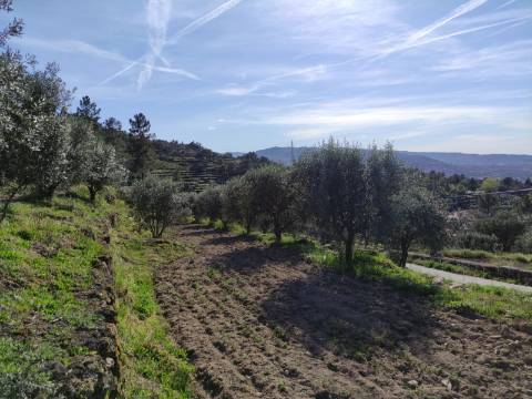 Quintinha  Venda em Sobral da Serra,Guarda