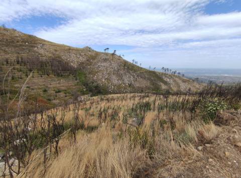 Quinta  Venda em Figueiró da Serra e Freixo da Serra,Gouveia