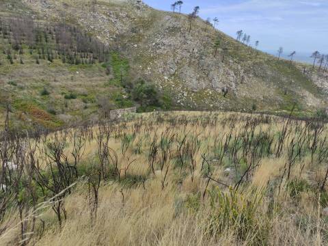 Quinta  Venda em Figueiró da Serra e Freixo da Serra,Gouveia