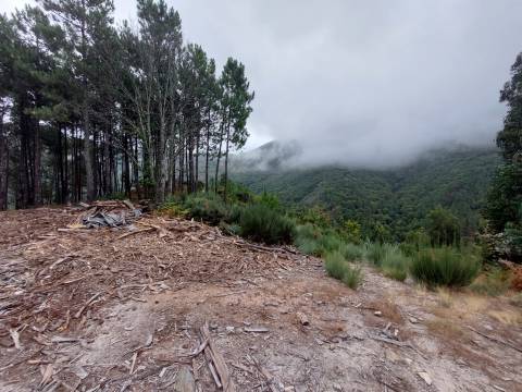 Quinta  Venda em Loriga,Seia
