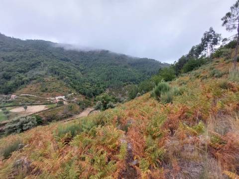 Quinta  Venda em Loriga,Seia