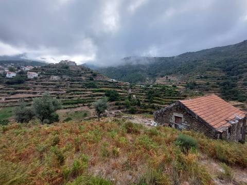 Quinta  Venda em Loriga,Seia