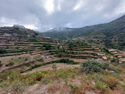 Quinta  Venda em Loriga,Seia