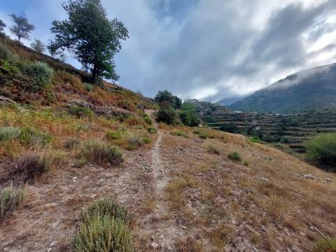 Quinta  Venda em Loriga,Seia