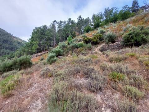 Quinta  Venda em Loriga,Seia