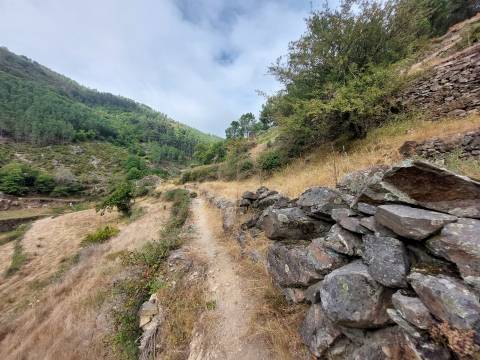 Quinta  Venda em Loriga,Seia