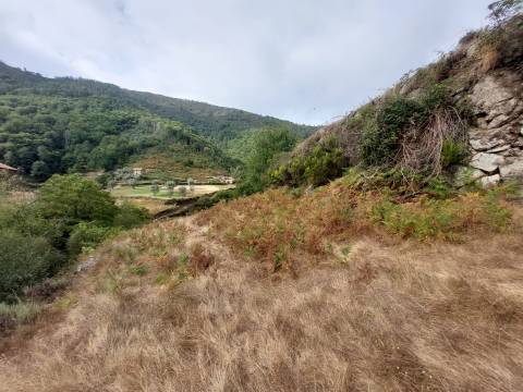 Quinta  Venda em Loriga,Seia