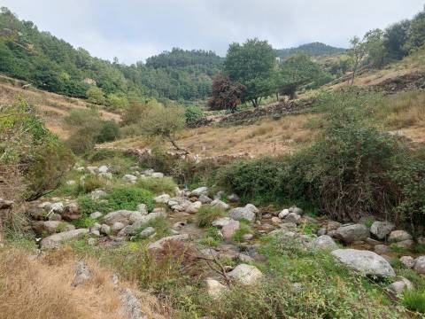 Quinta  Venda em Loriga,Seia