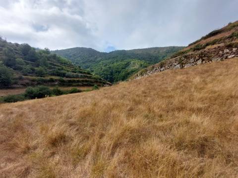 Quinta  Venda em Loriga,Seia
